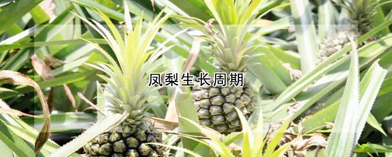 鳳梨生長周期