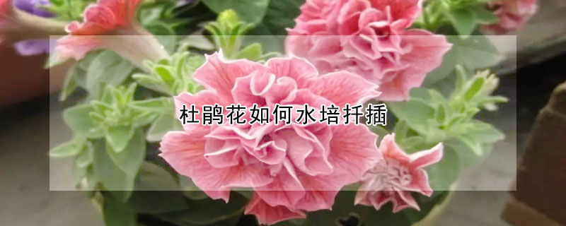 杜鵑花如何水培扡插