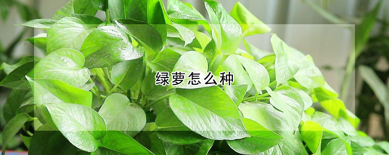 綠蘿怎麼種