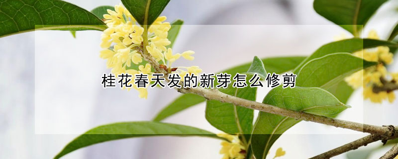 桂花春天發的新芽怎麼修剪