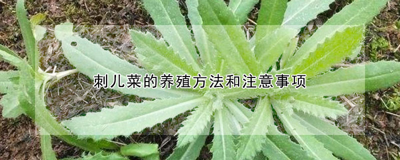 刺兒菜的養殖方法和注意事項