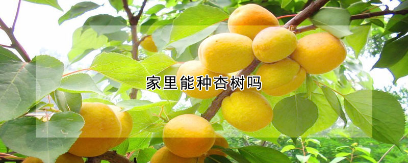 家裏能種杏樹嗎