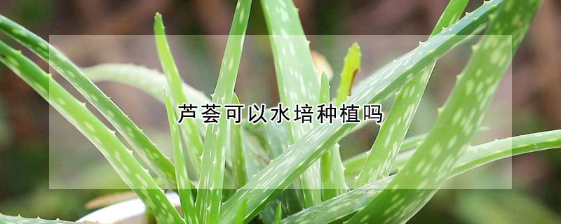 蘆薈可以水培種植嗎