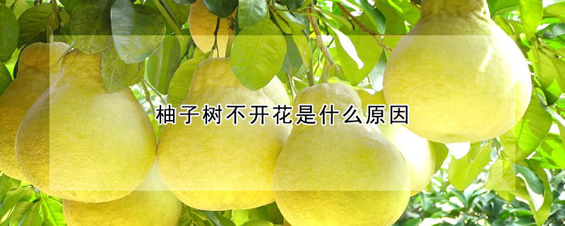 柚子樹不開花是什麼原因