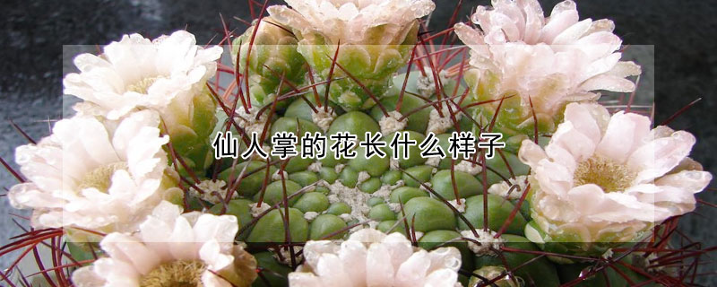 仙人掌的花長什麼樣子