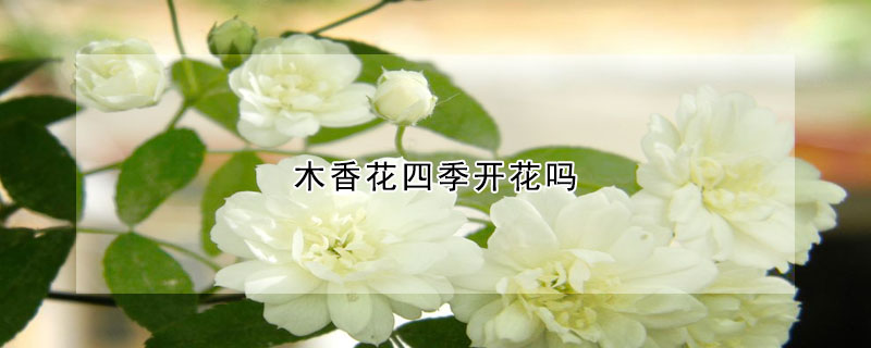 木香花四季開花嗎