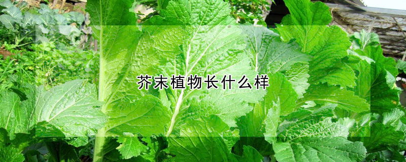 芥末植物長什麼樣