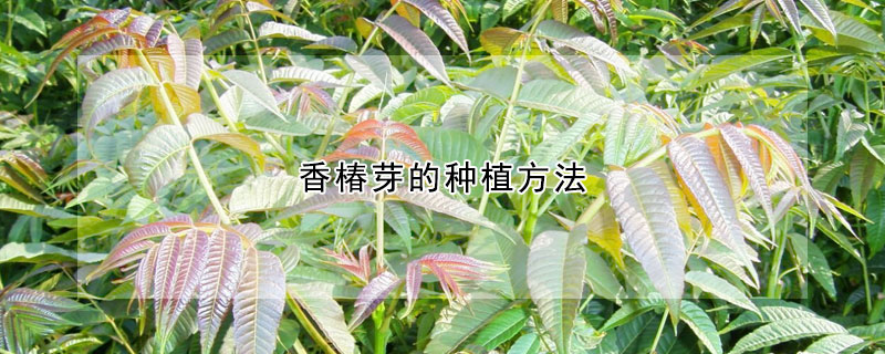 香椿芽的種植方法