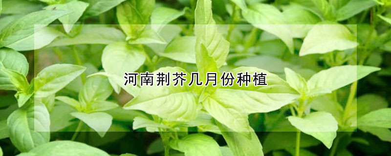 河南荊芥幾月份種植