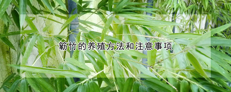 簕竹的養殖方法和注意事項