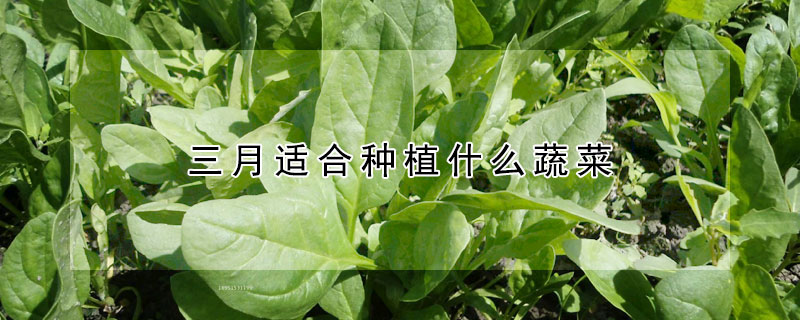 三月適合種植什麼蔬菜