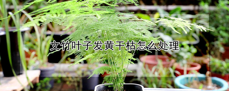 文竹葉子發黃幹枯怎麼處理