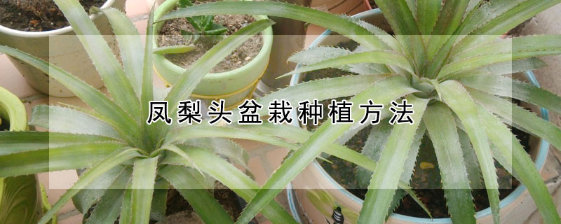 鳳梨頭盆栽種植方法