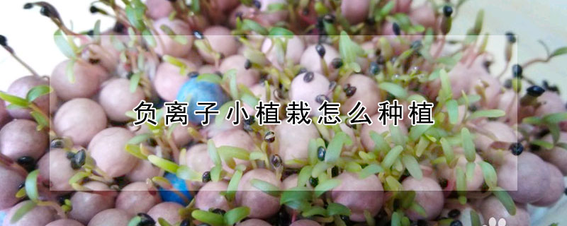 負離子小植栽怎麼種植