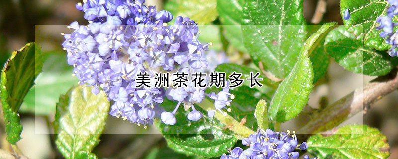 美洲茶花期多長