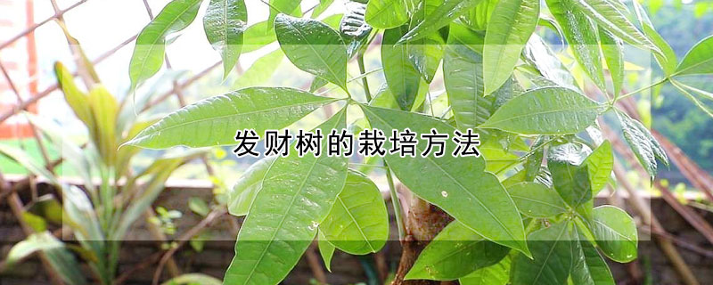 發財樹的栽培方法