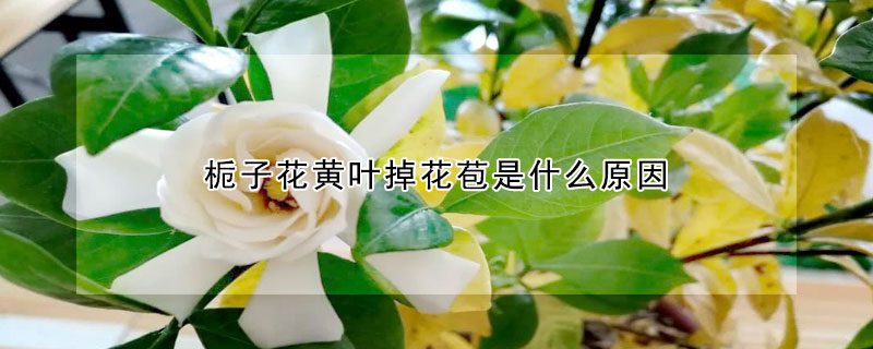 梔子花黃葉掉花苞是什麼原因