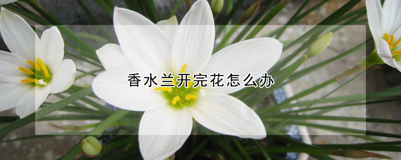 香水蘭開完花怎麼辦