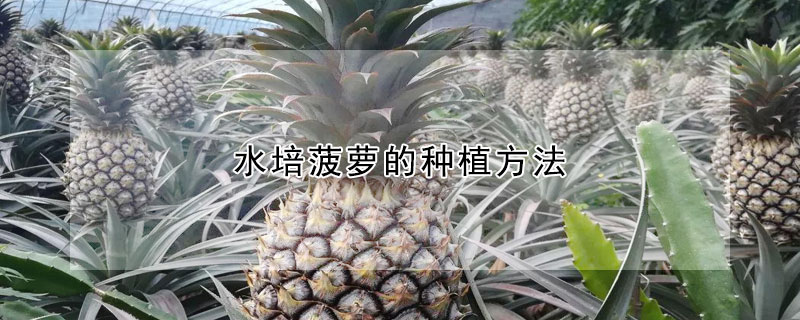 水培菠蘿的種植方法