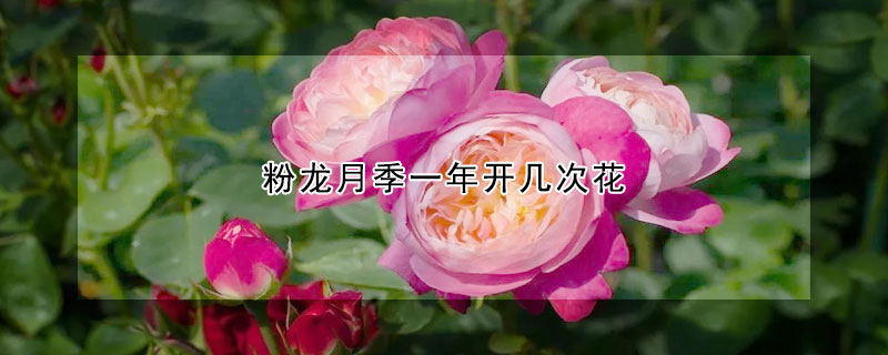 粉龍月季一年開幾次花