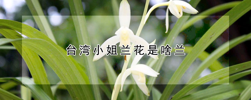 台灣小姐蘭花是啥蘭