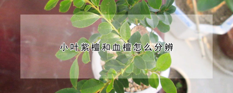 小葉紫檀和血檀怎麼分辨