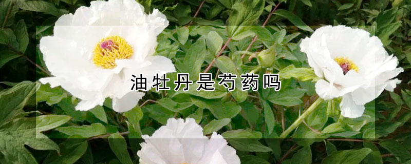 油牡丹是芍藥嗎