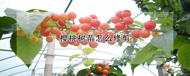 櫻桃樹苗怎麼修剪