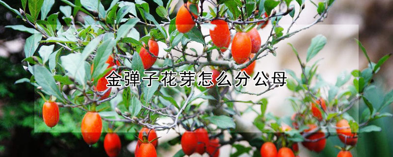 金彈子花芽怎麼分公母