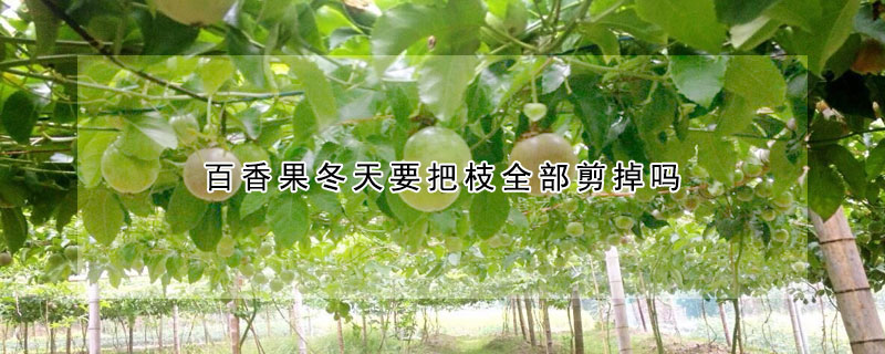 百香果冬天要把枝全部剪掉嗎