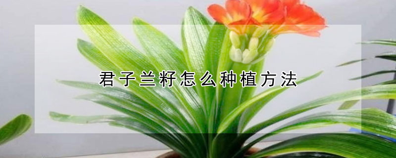 君子蘭籽怎麼種植方法