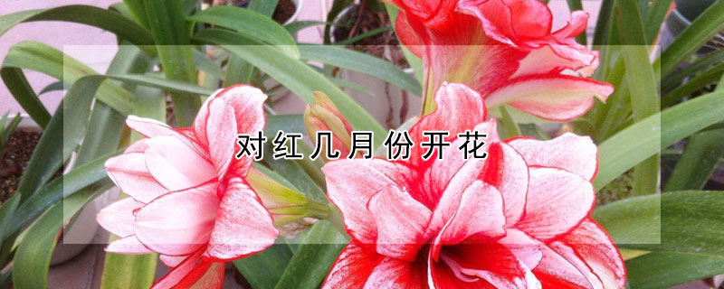 對紅幾月份開花