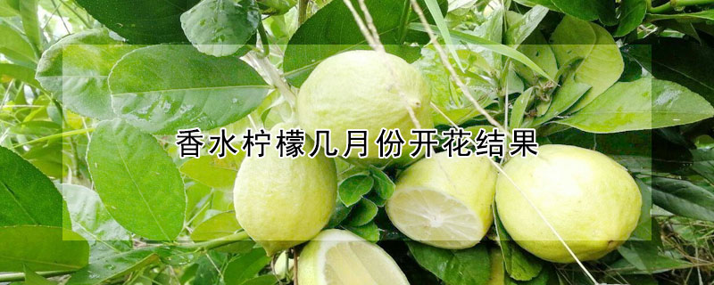 香水檸檬幾月份開花結果