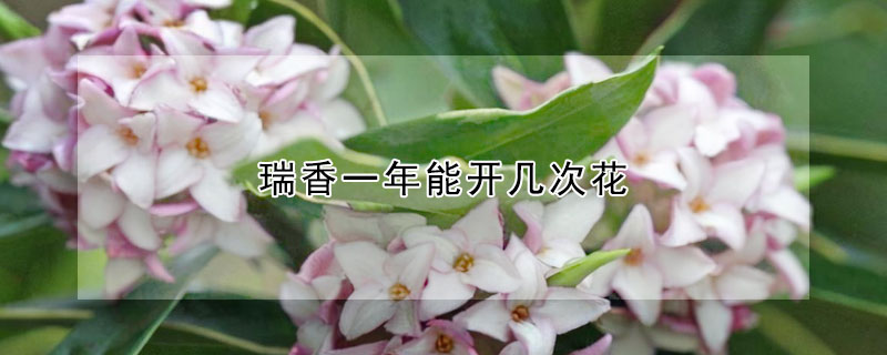 瑞香一年能開幾次花