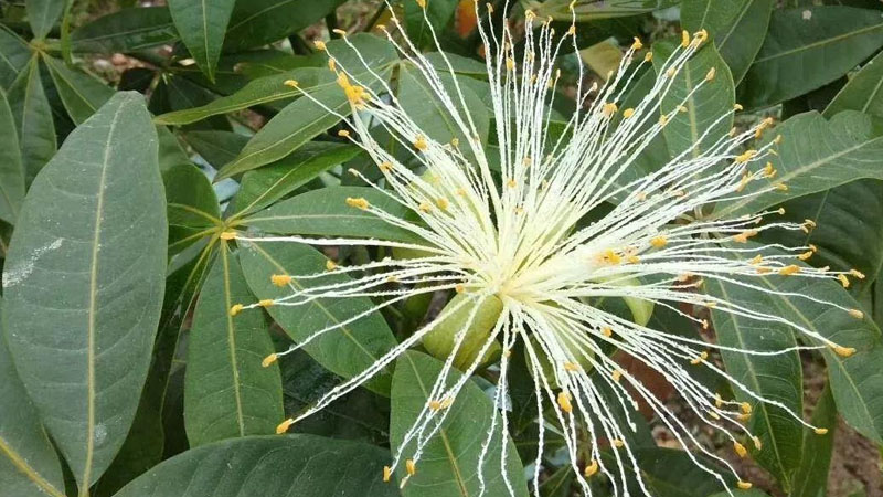 發財樹開花是什麼原因