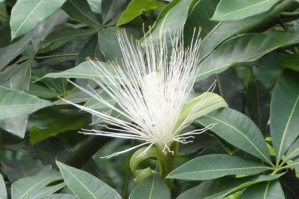 發財樹開花是什麼原因