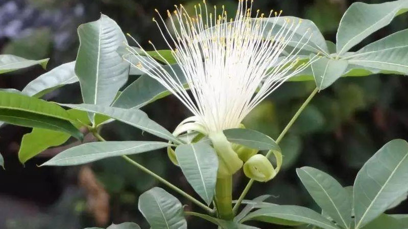 發財樹開花什麼樣子的