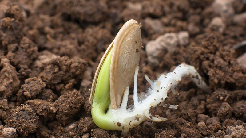 種子發芽為什麼要避光