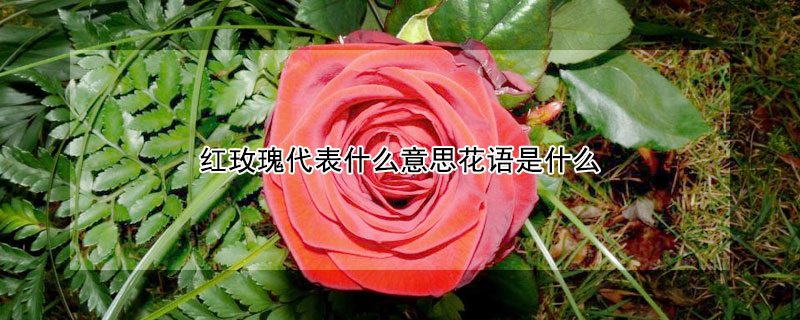 紅玫瑰代表什麼意思花語是什麼