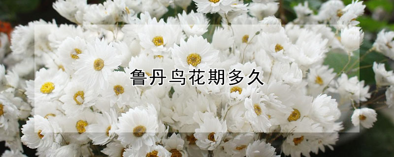 魯丹鳥花期多久