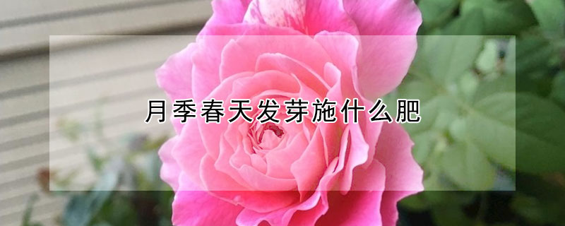 月季春天發芽施什麼肥