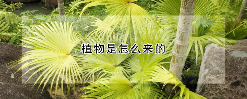 植物是怎麼來的