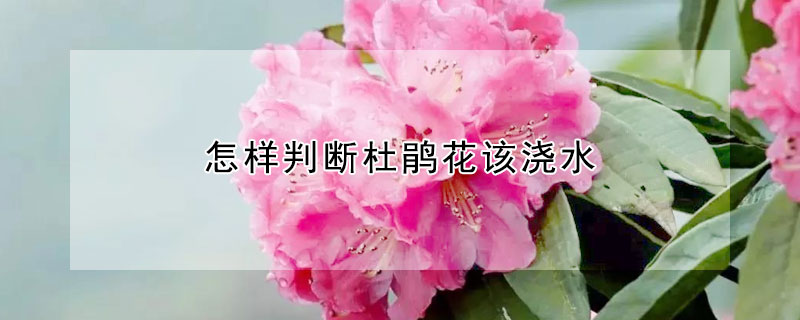 怎樣判斷杜鵑花該澆水