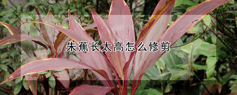 朱蕉長太高怎麼修剪