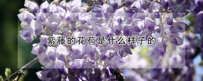 紫藤的花苞是什麼樣子的