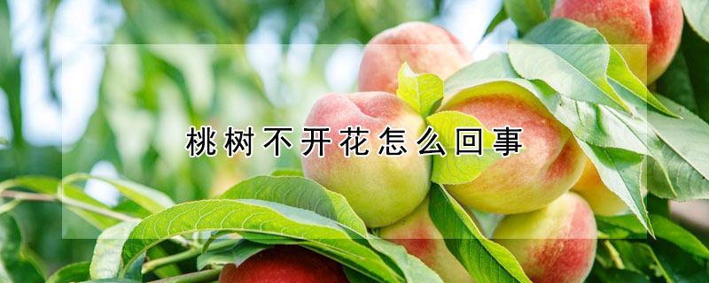 桃樹不開花怎麼回事