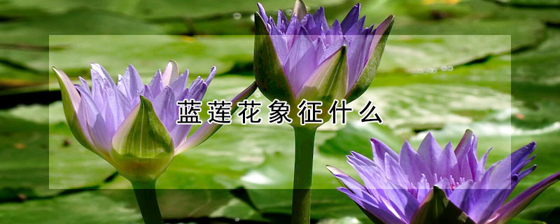 藍蓮花象征什麼