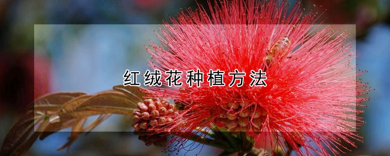 紅絨花種植方法