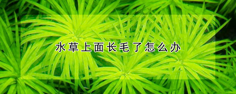 水草上麵長毛了怎麼辦