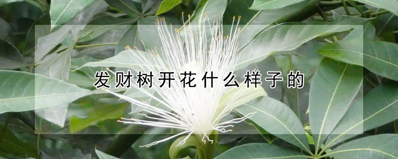 發財樹開花什麼樣子的